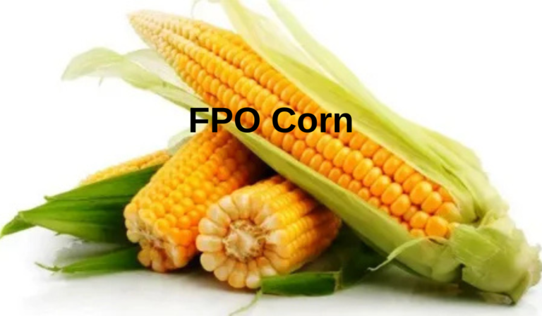 FPO Corn: Revolutionizing Agriculture for a Sustainable and Profitable Future